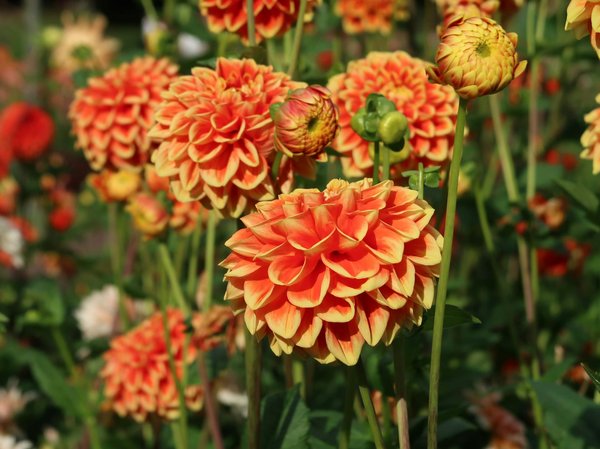 Explorez les trésors de la boutique graine pour vos tomates