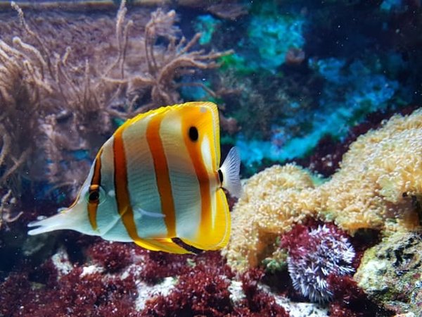 Comment intégrer un aquarium dans un mur porteur sans risques ?