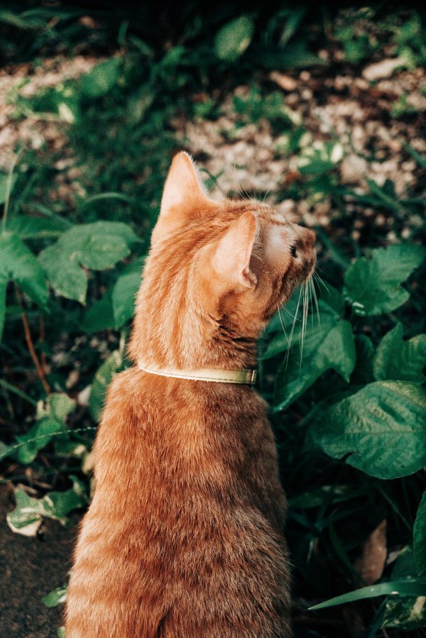 Comment créer un jardin de plantes vivaces pour attirer les papillons?
